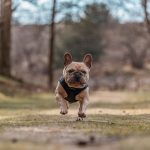 7 Things To Consider Before Buying A French Bulldog