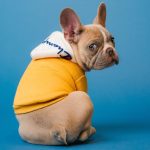 How To Prepare For Your New French Bulldog: Fur Parent’s Guide