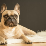 When Can You Pick Up Your  French Bulldog Puppy?